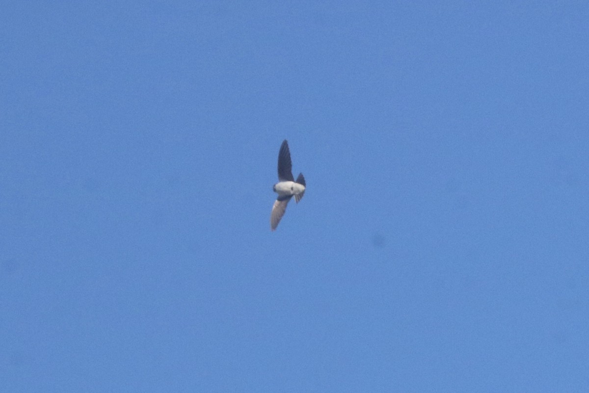 Violet-green Swallow - ML643667823