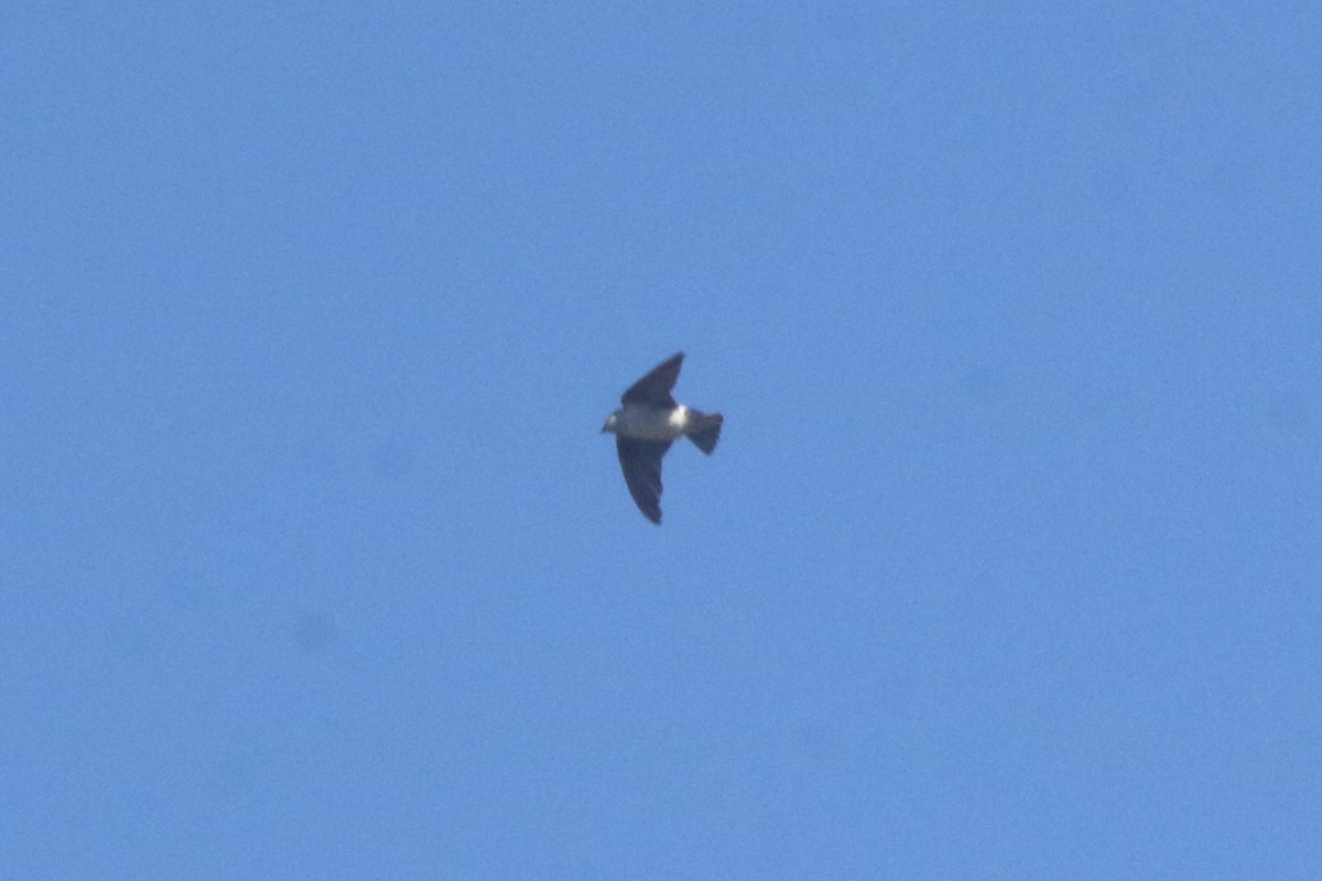 Violet-green Swallow - ML643667824