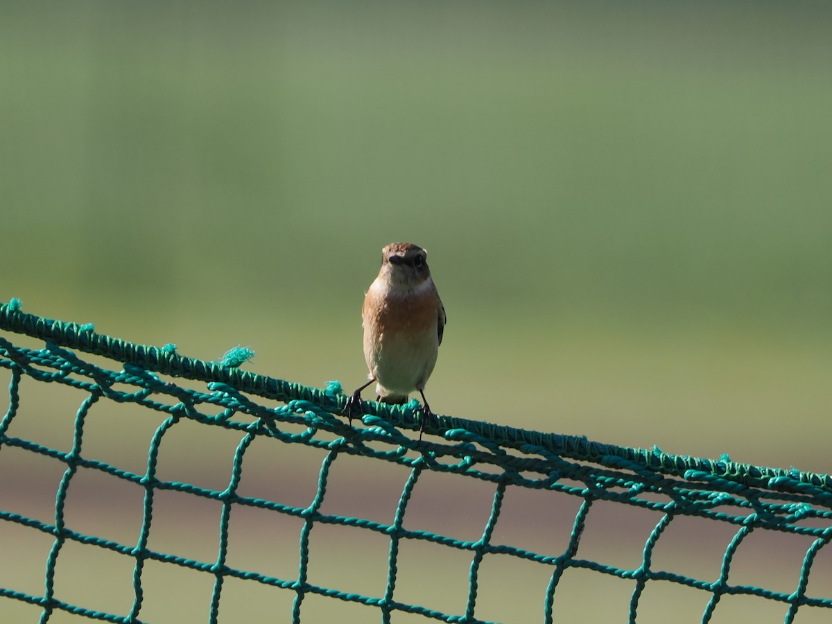 Amur Stonechat - ML643667826