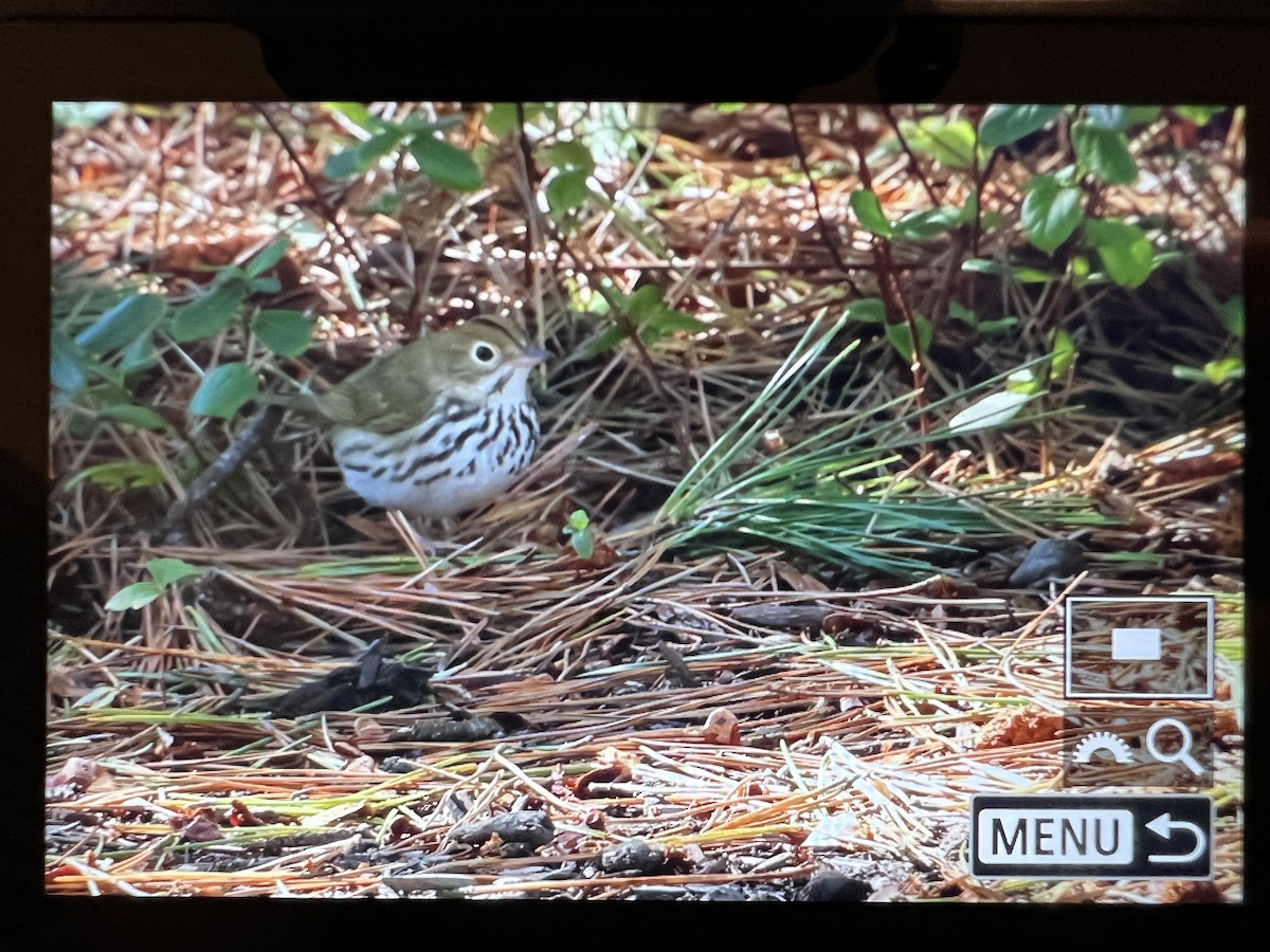 Ovenbird - ML643667854
