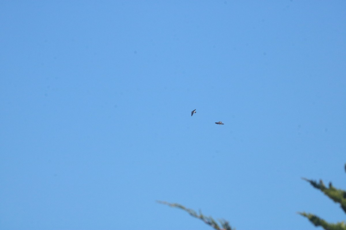 Violet-green Swallow - ML643667857