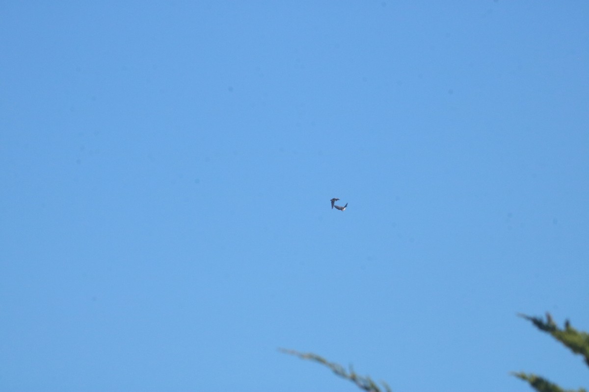 Violet-green Swallow - ML643667859