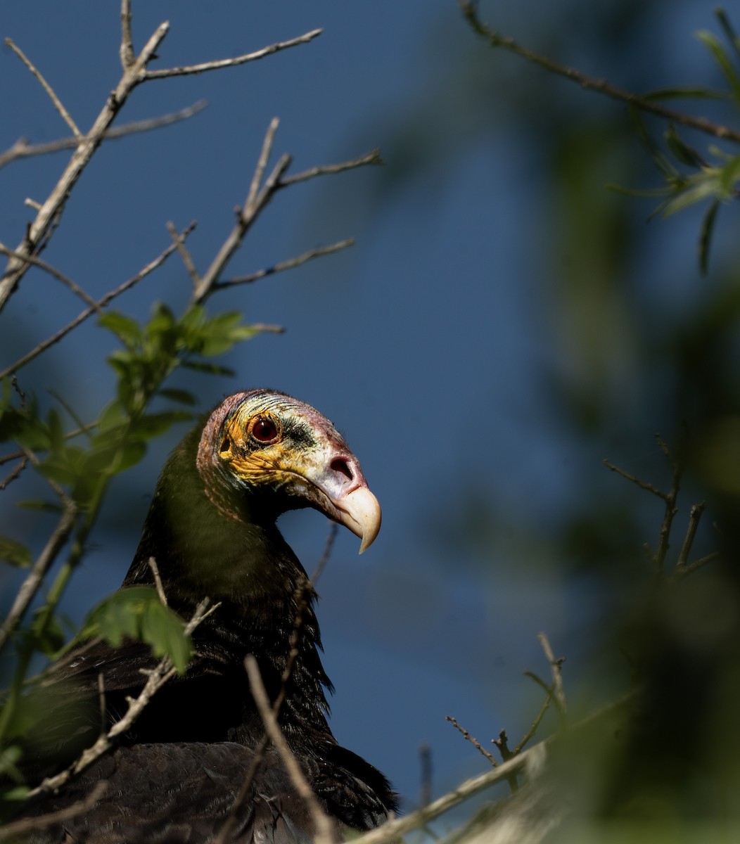 Lesser Yellow-headed Vulture - ML643667860
