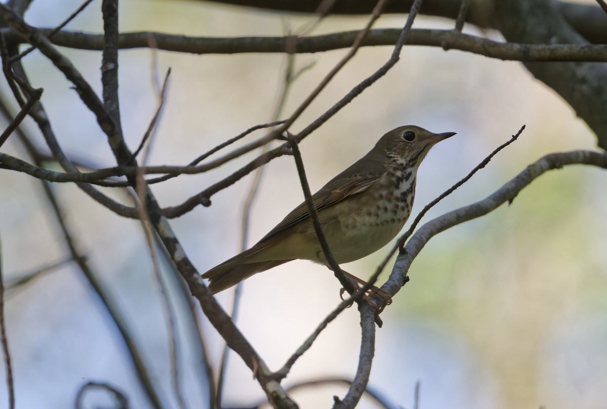 Hermit Thrush - ML643667864