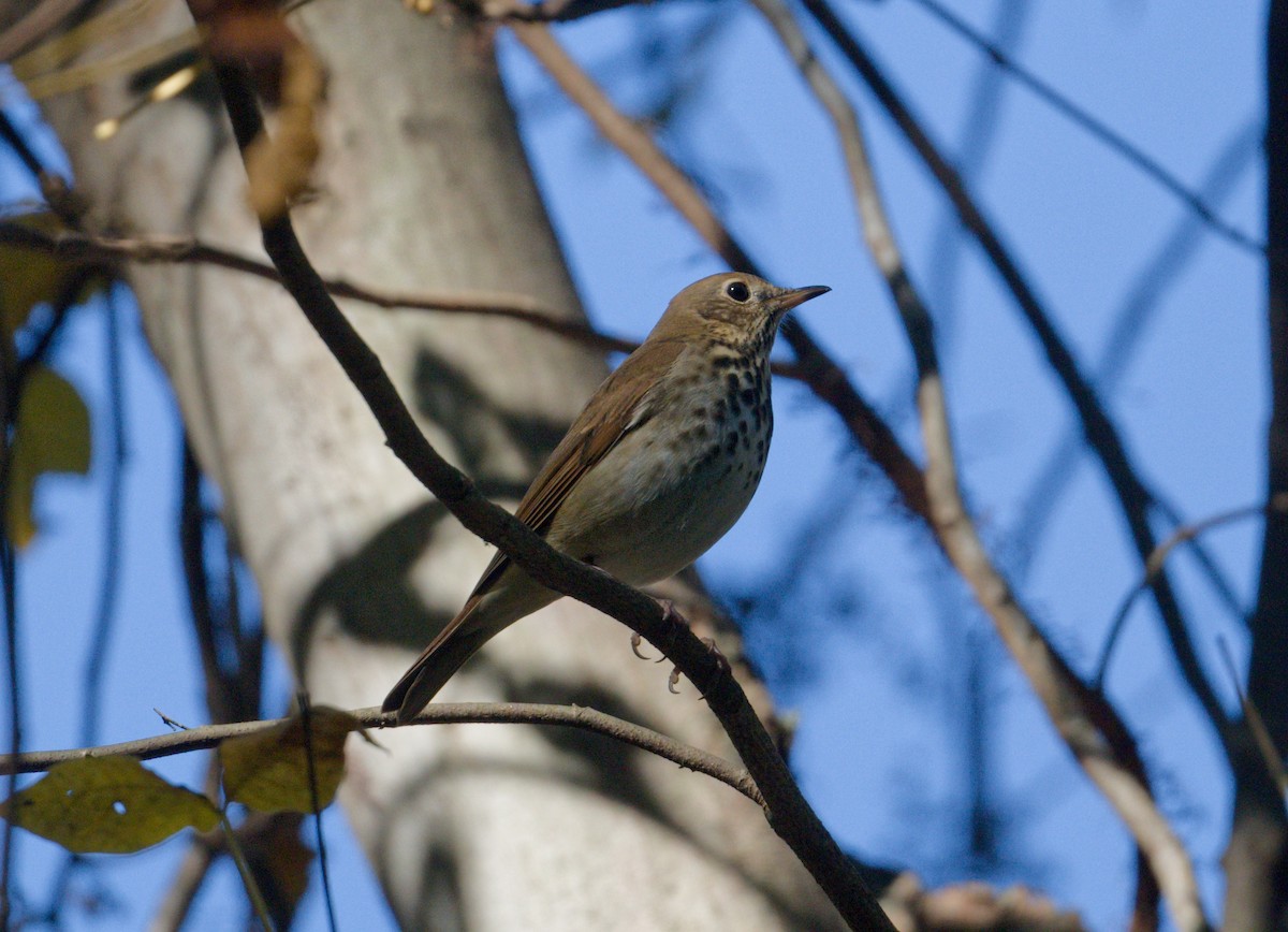 Hermit Thrush - ML643667865