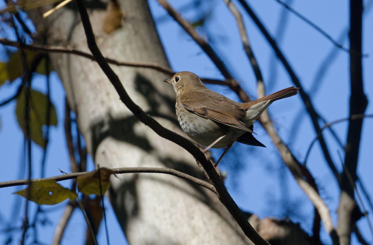 Hermit Thrush - ML643667866