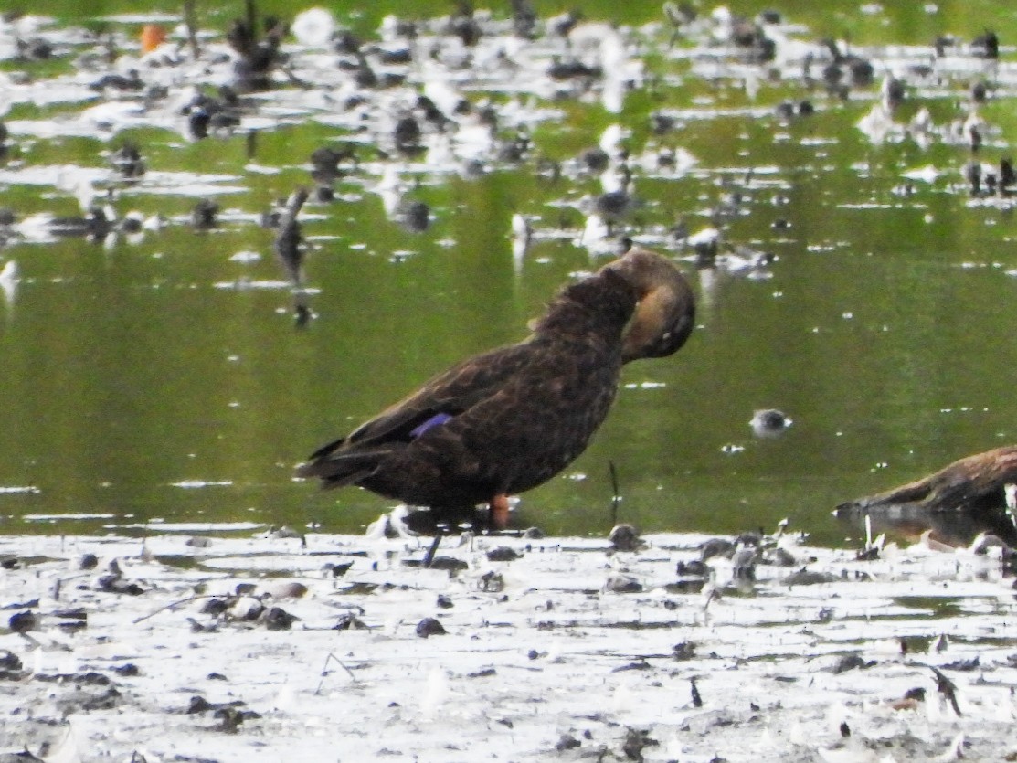 American Black Duck - ML643667867