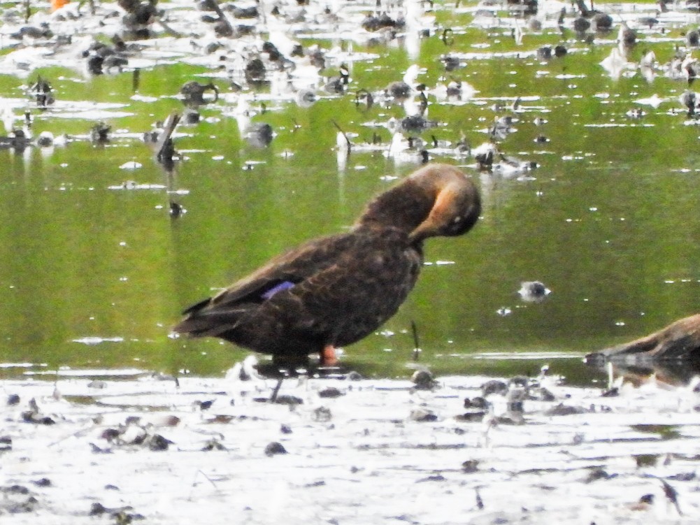 American Black Duck - ML643667868