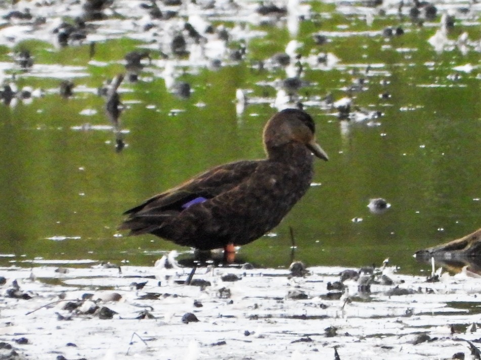 American Black Duck - ML643667870