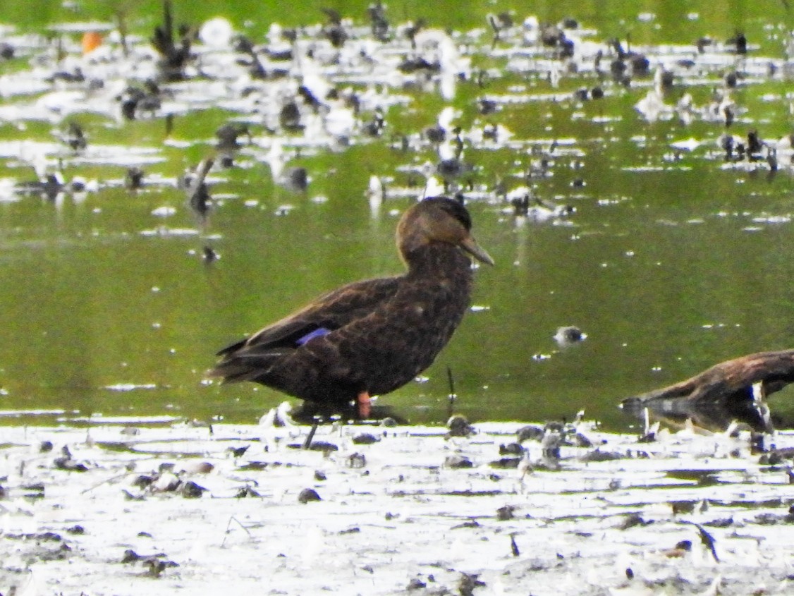 American Black Duck - ML643667871