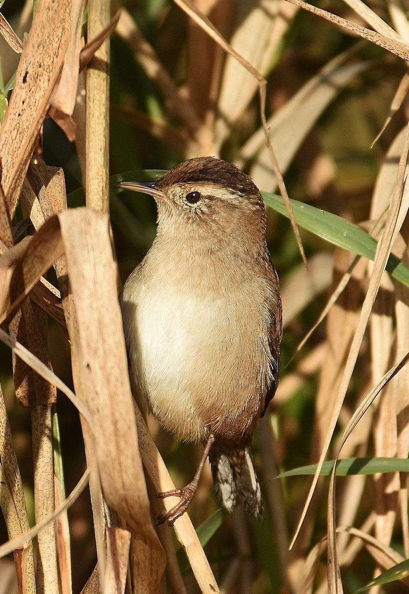 Marsh Wren - ML643667873