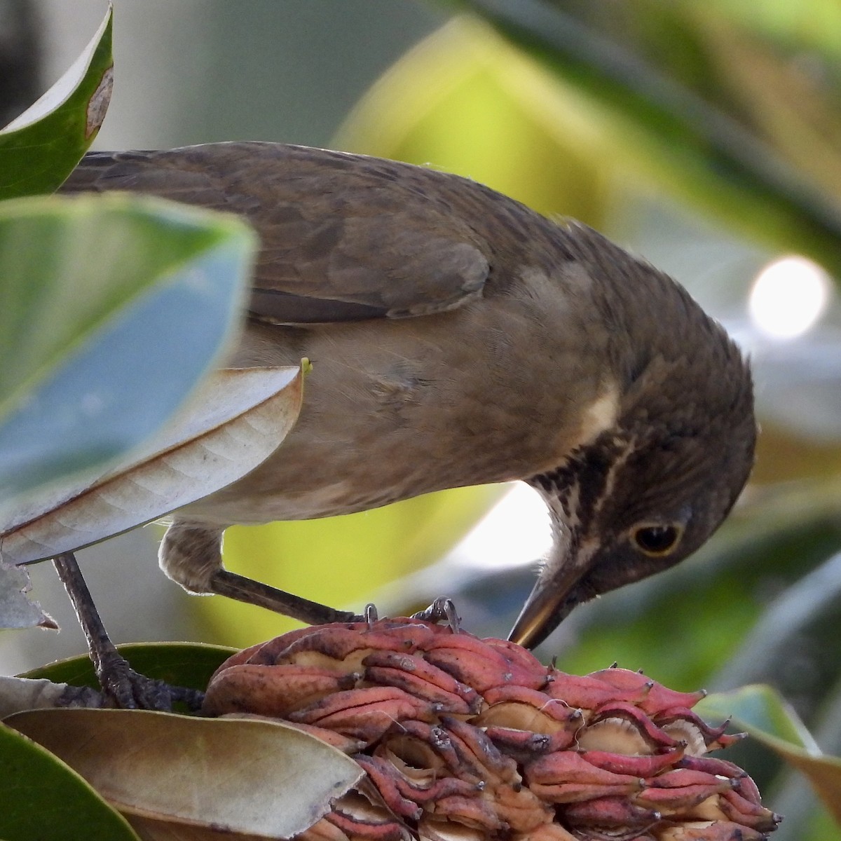 White-throated Thrush - ML643667878