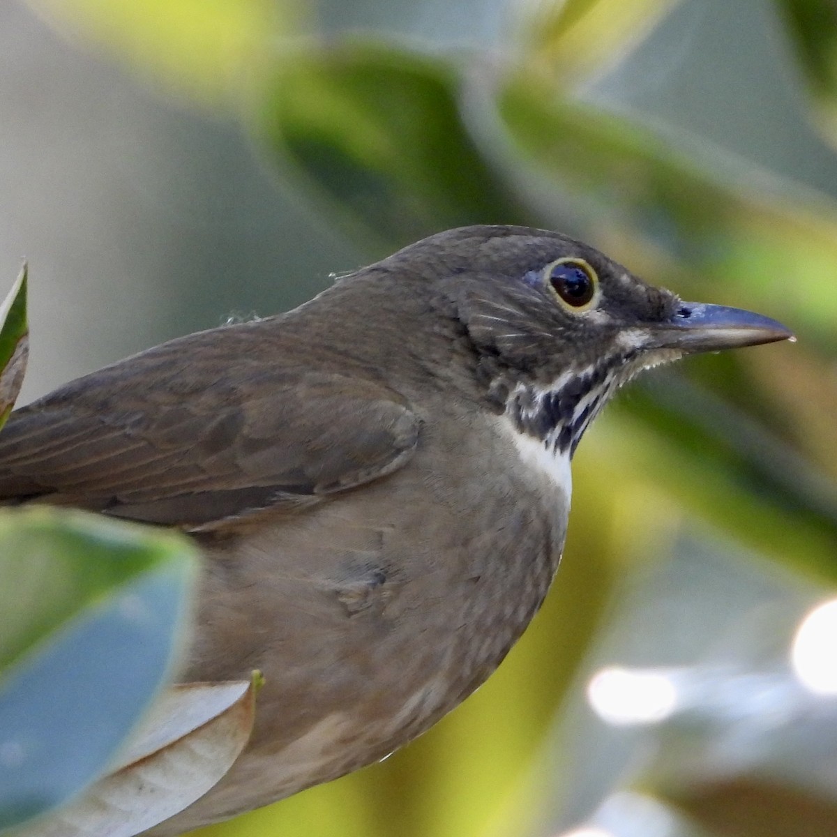 White-throated Thrush - ML643667879