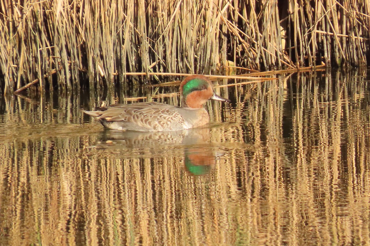 Green-winged Teal - ML643667884