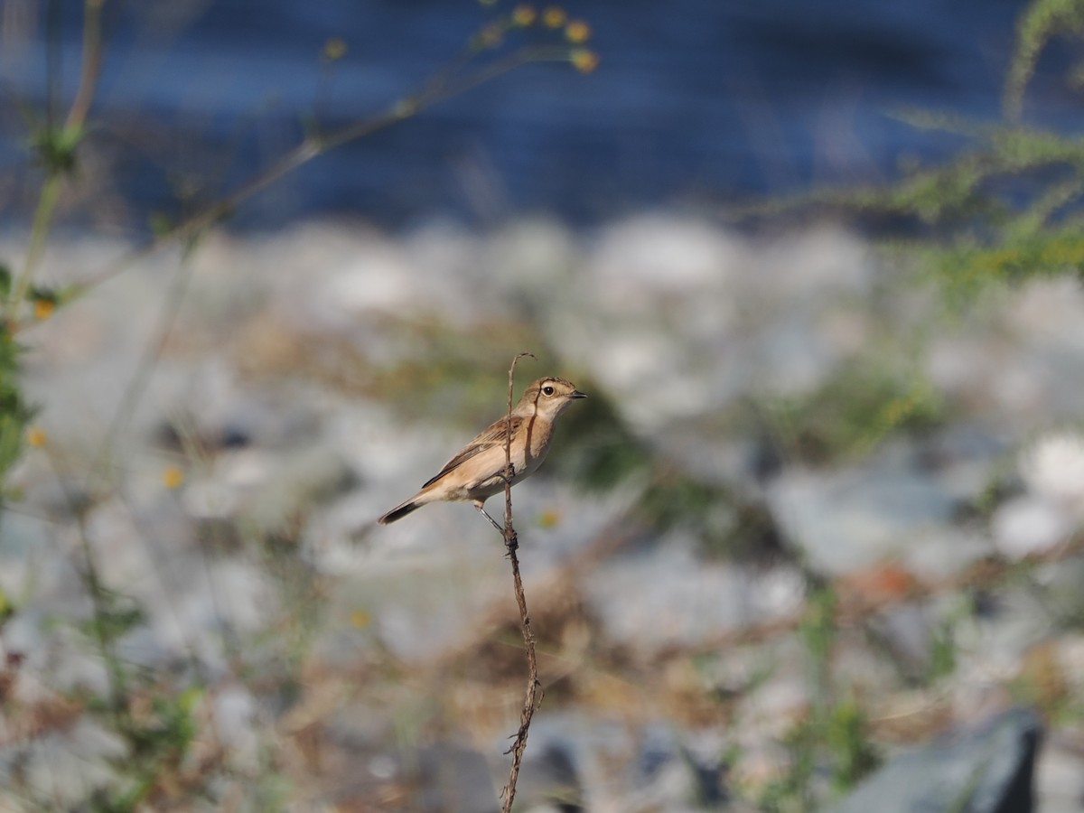 Amur Stonechat - ML643667885