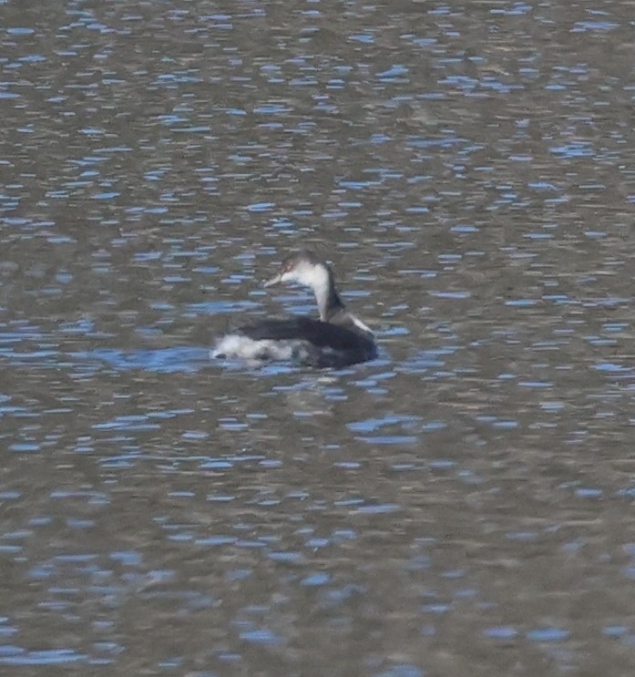 Horned Grebe - ML643667886