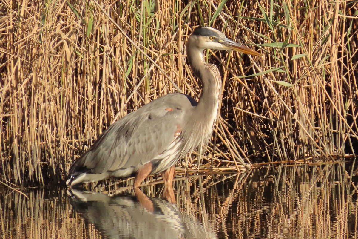 Great Blue Heron - ML643667893
