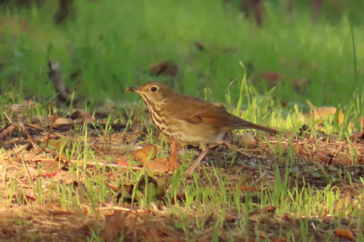Hermit Thrush - ML643667899