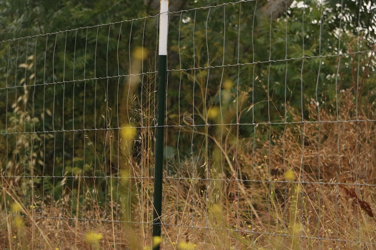 Western Flycatcher - ML643667911