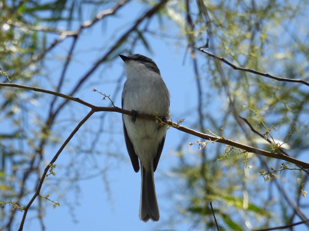 Suiriri Flycatcher - ML643667915