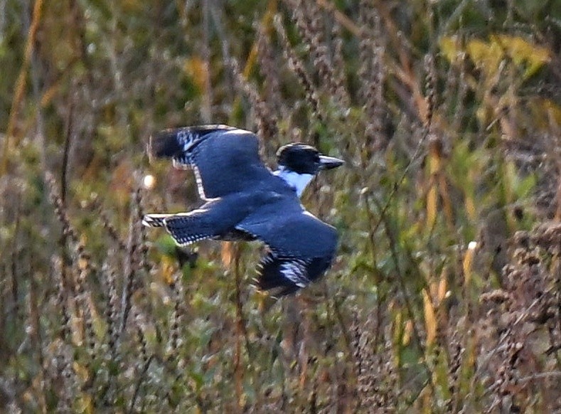 Belted Kingfisher - ML643667928