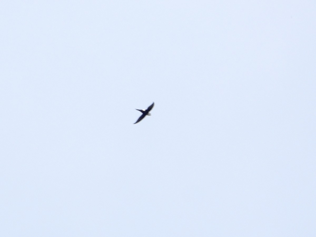 Lesser Swallow-tailed Swift - ML643667929