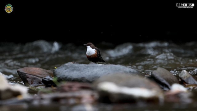 ムナジロカワガラス - ML643667938