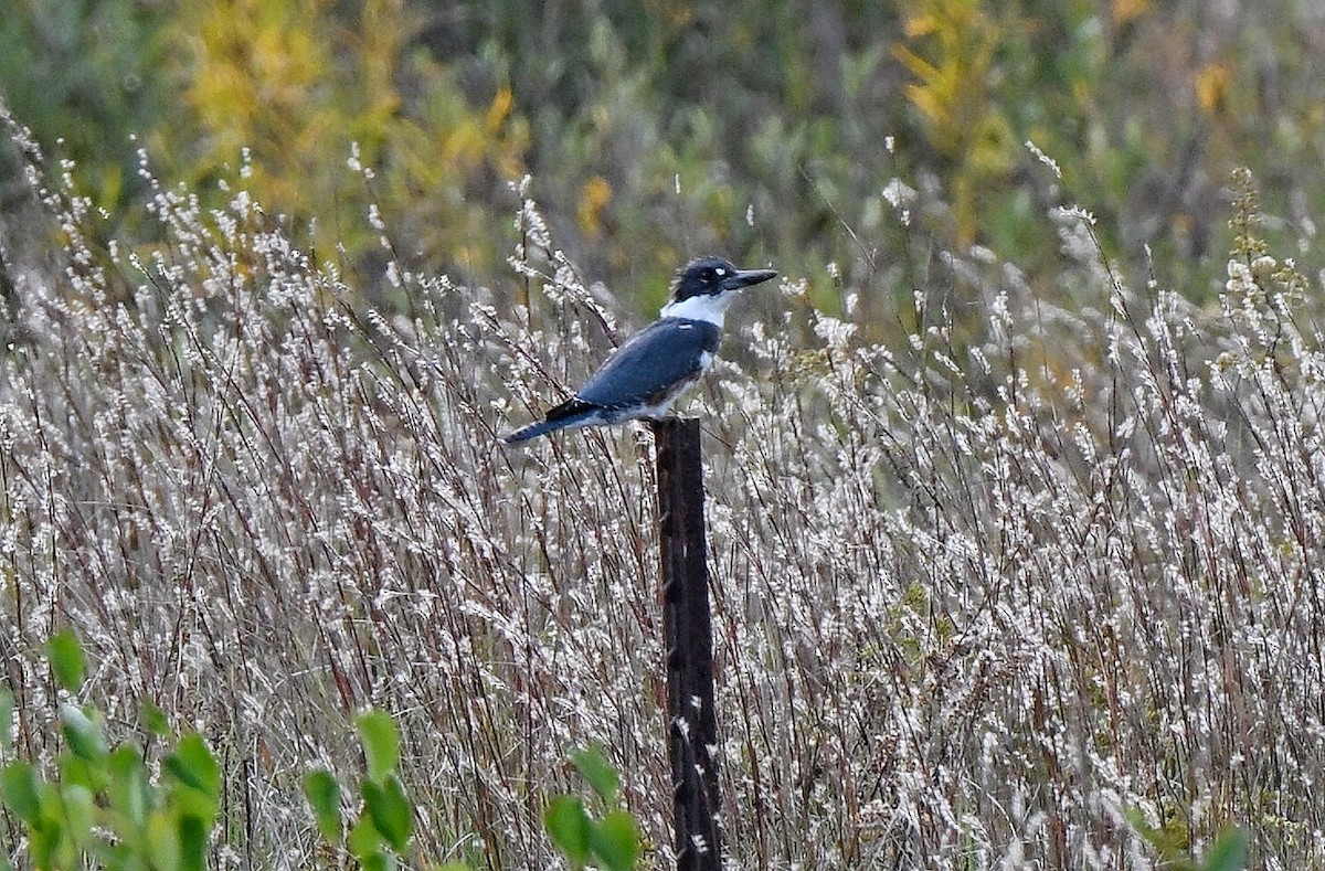 Belted Kingfisher - ML643667940