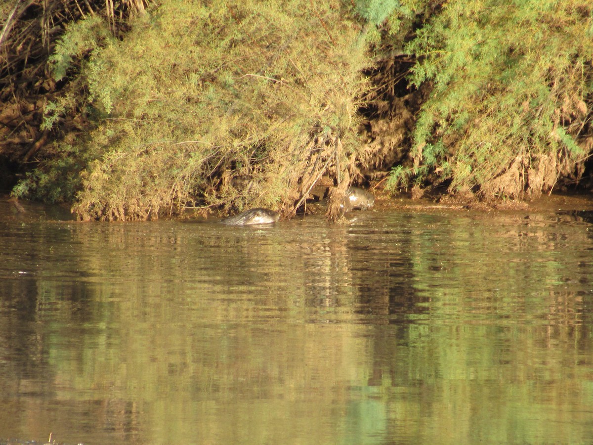 North American River Otter - ML643667941