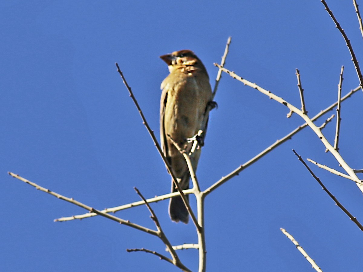 Blue Grosbeak - ML643667954