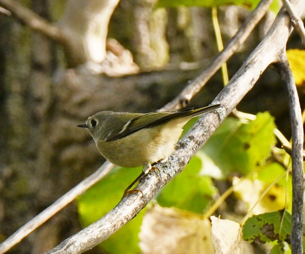 Ruby-crowned Kinglet - ML643667960