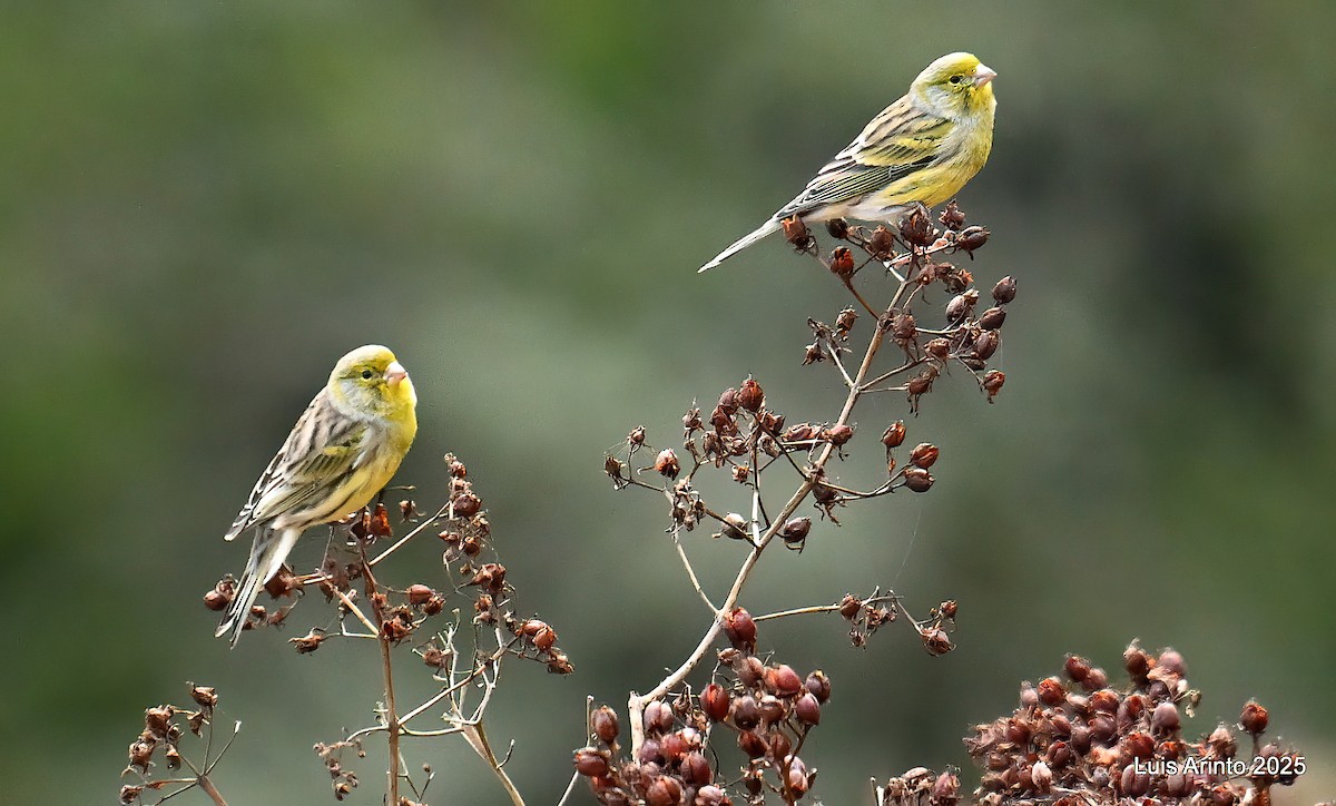 Serin des Canaries - ML643667964