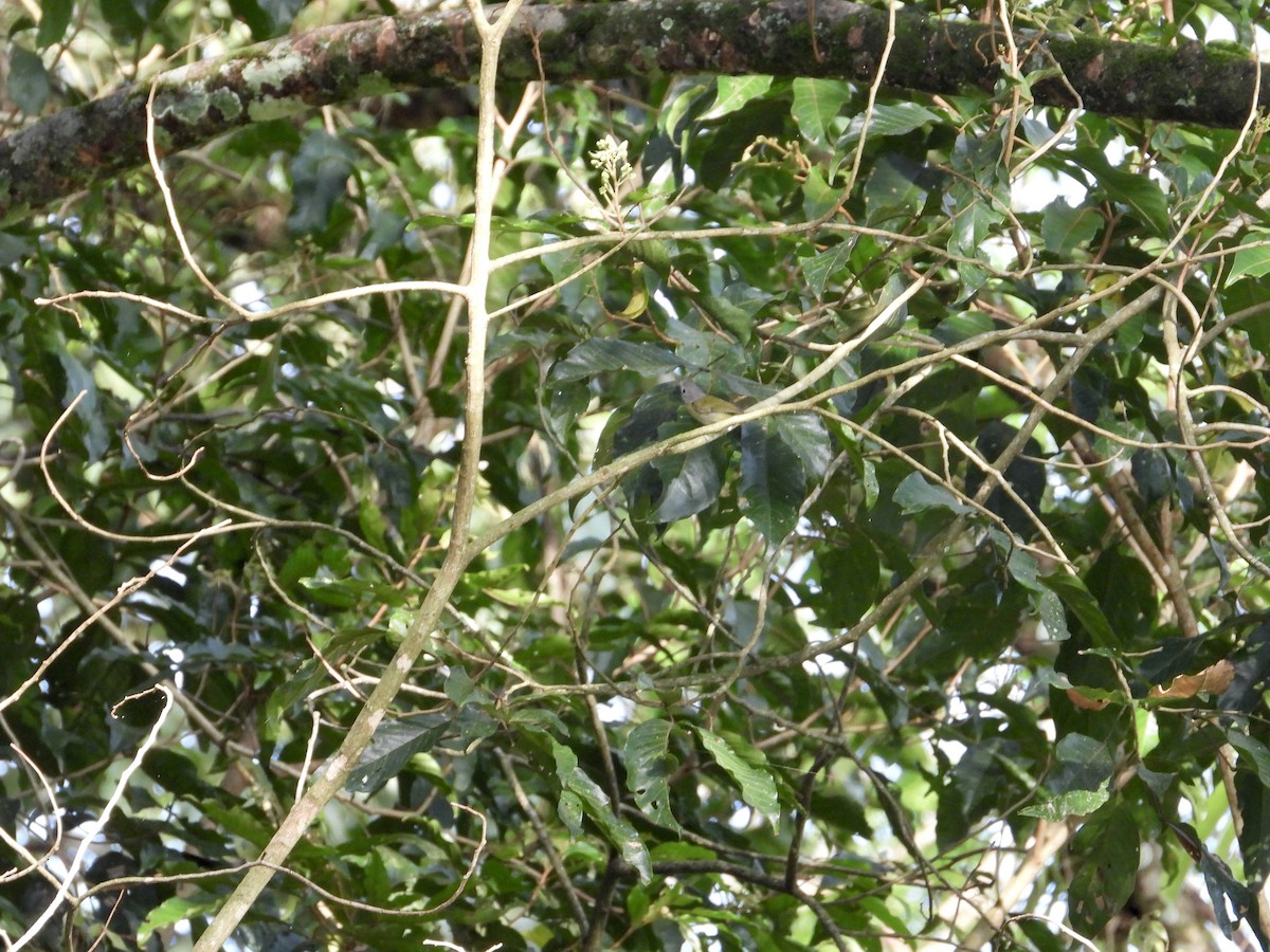 Lesser Greenlet - ML643667966