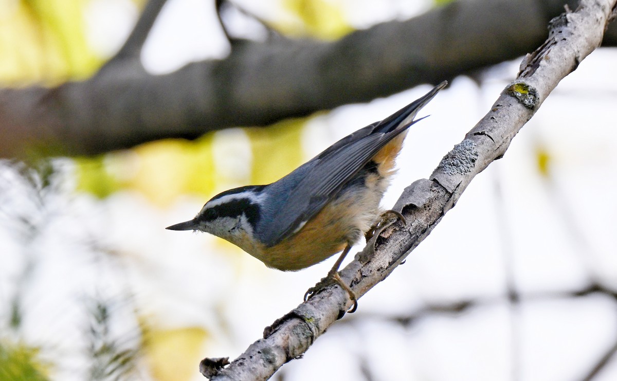 Red-breasted Nuthatch - ML643667968
