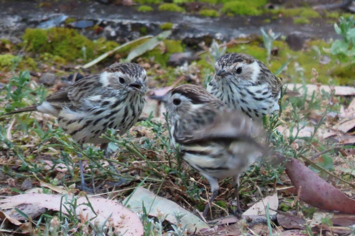 Speckled Warbler - ML643667972
