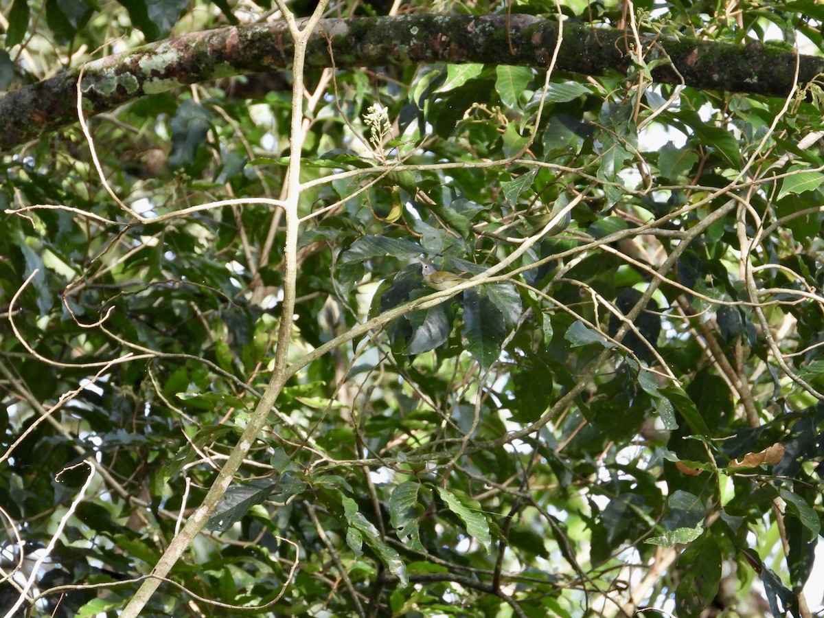 Lesser Greenlet - ML643667973