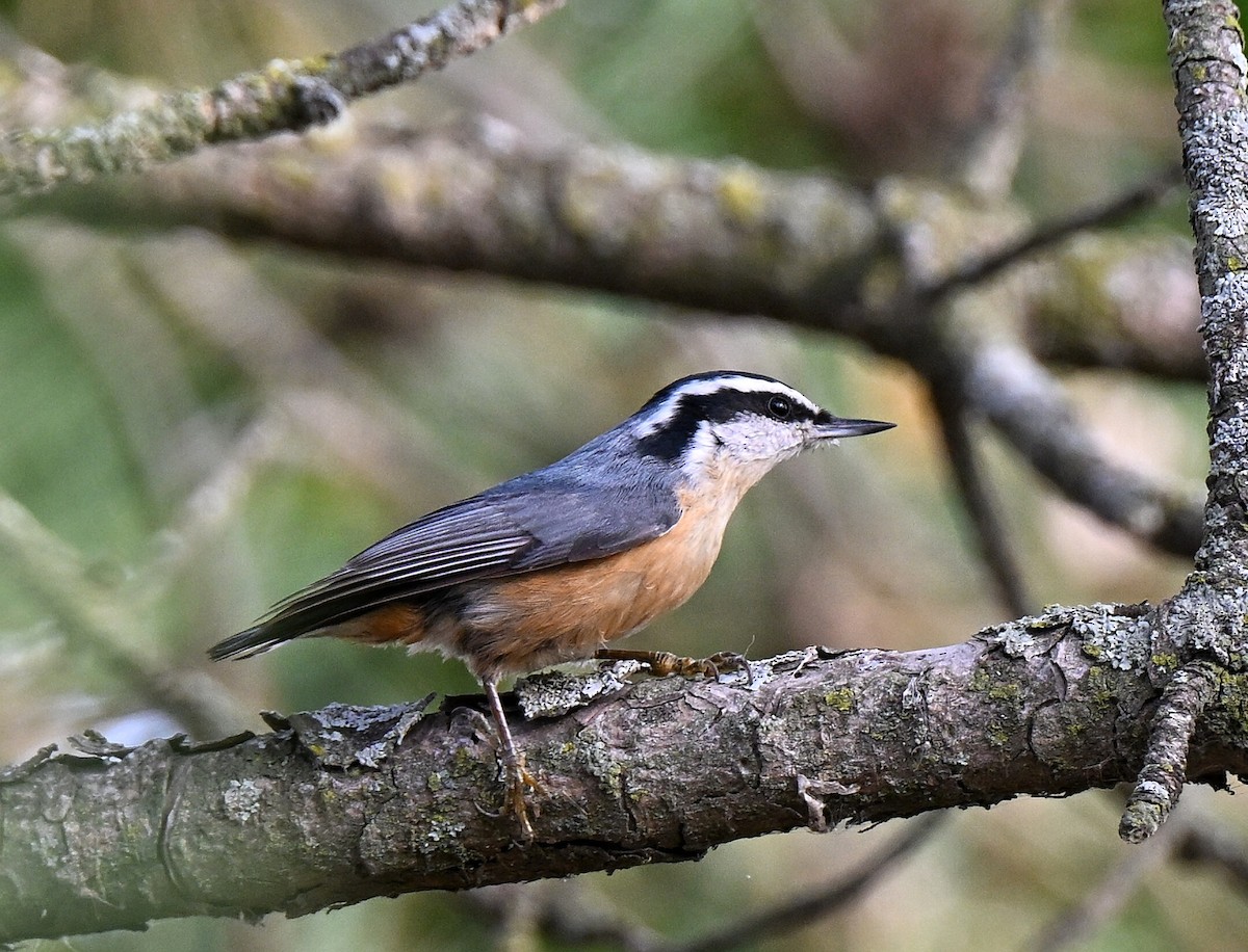 Red-breasted Nuthatch - ML643667981
