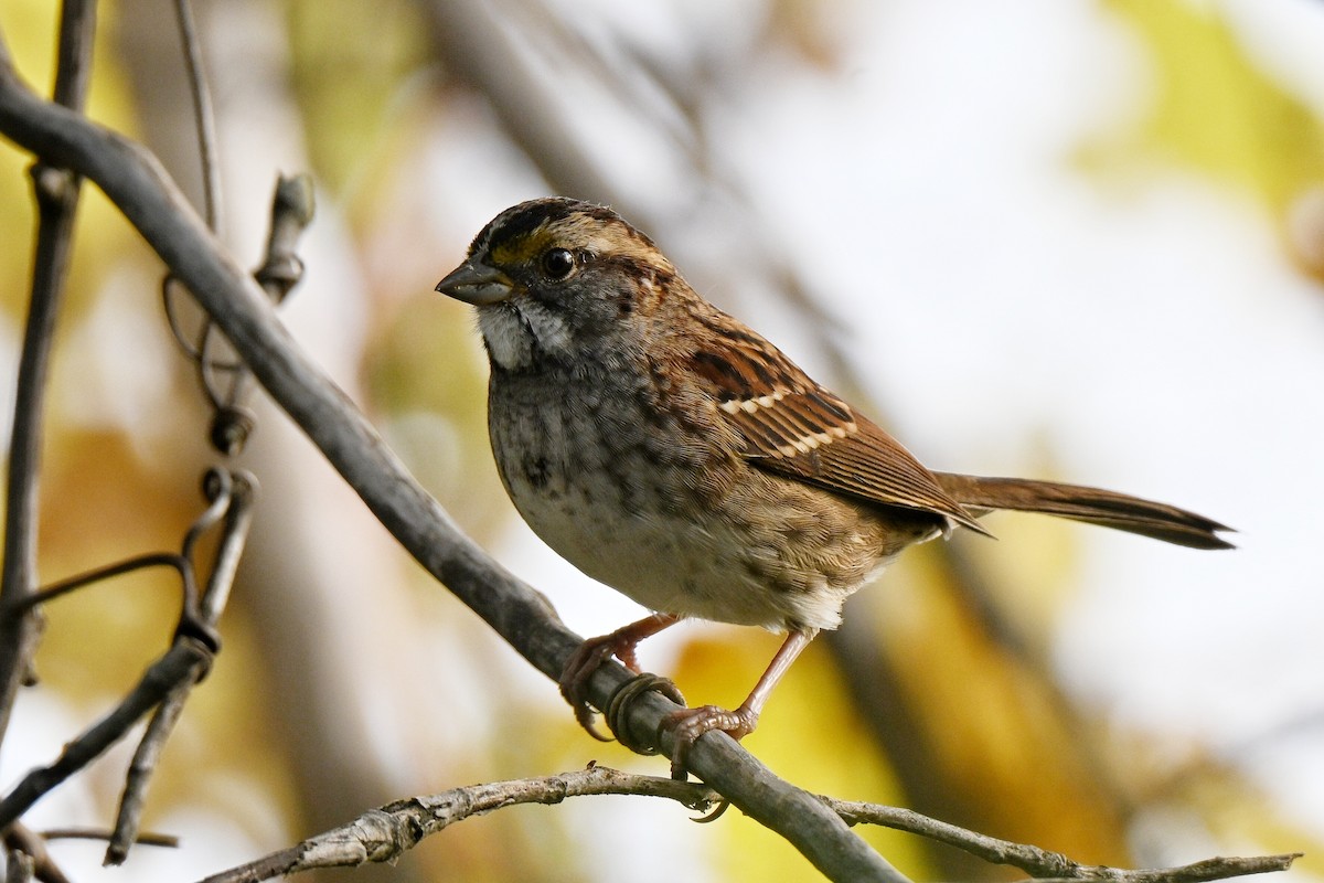 White-throated Sparrow - ML643667990