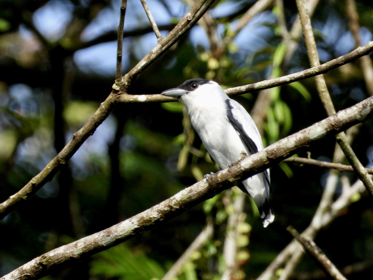 Black-crowned Tityra - ML643667991