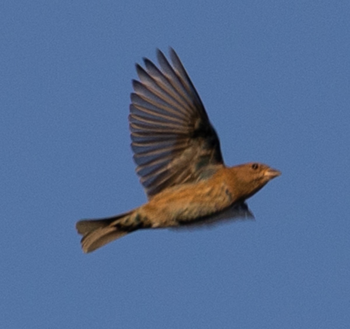 Indigo Bunting - ML643667993