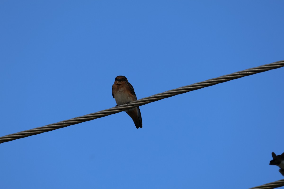Cave Swallow - ML643667995
