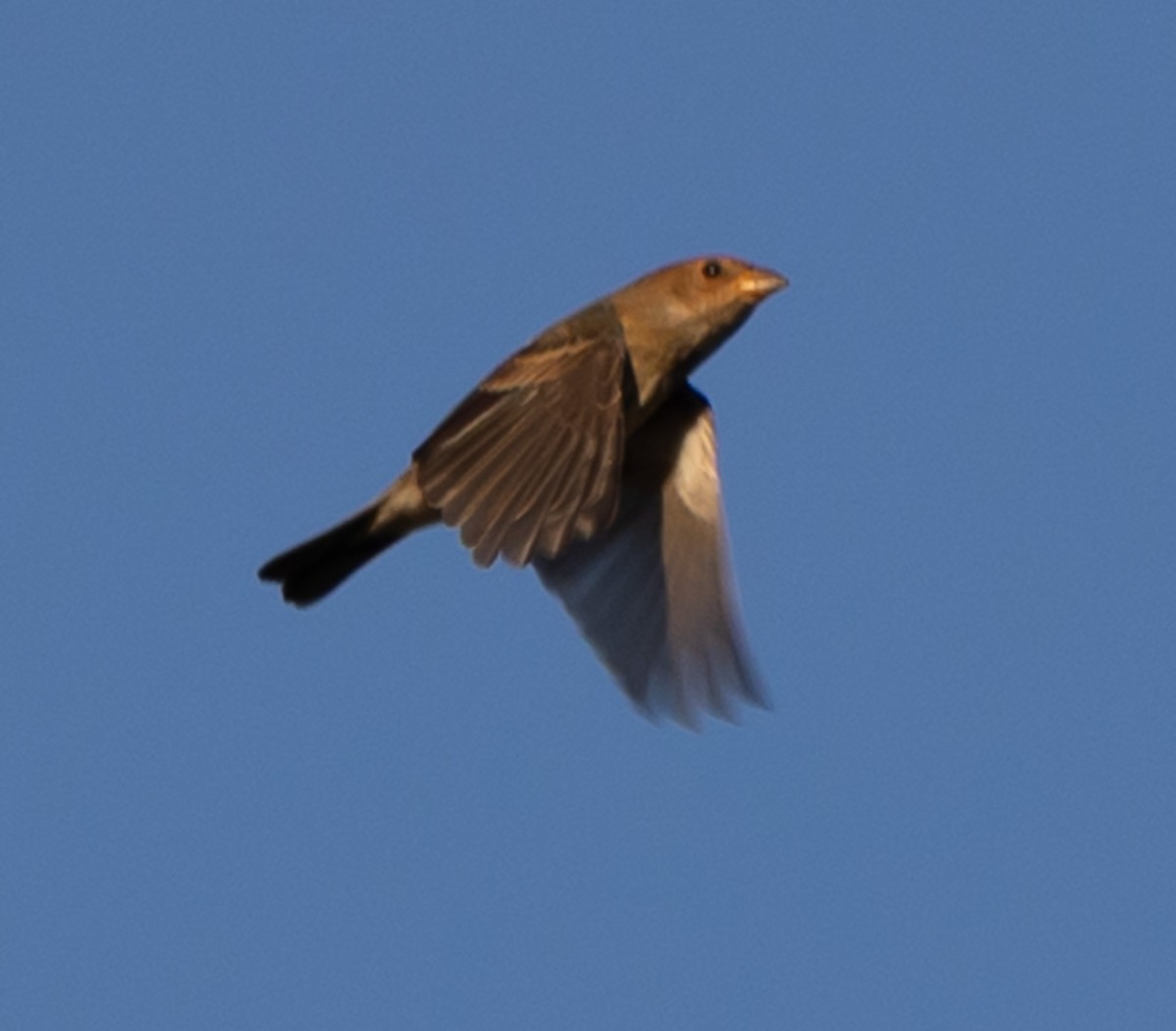 Indigo Bunting - ML643667997