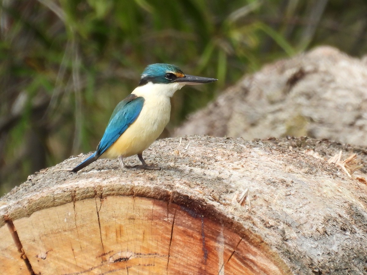 Sacred Kingfisher - ML643668008