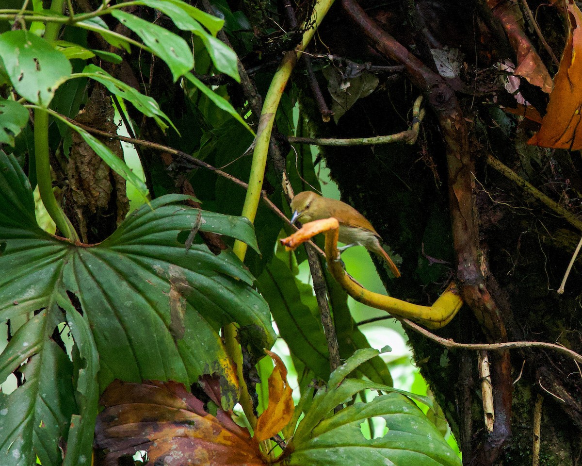 Russet Antshrike - ML643668038