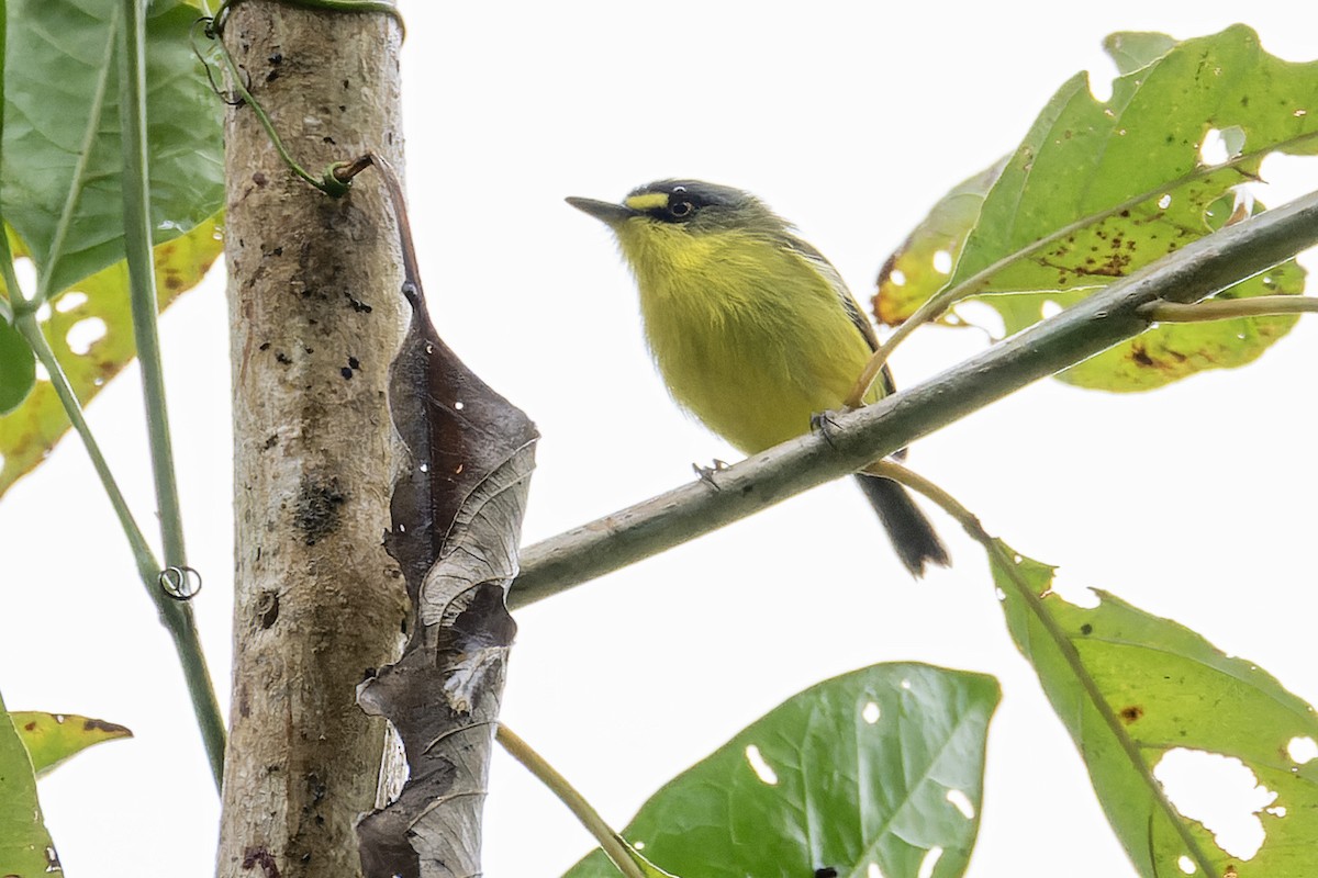 Gray-headed Tody-Flycatcher - ML643668044