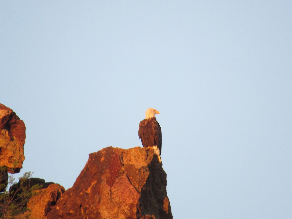Bald Eagle - ML643668045