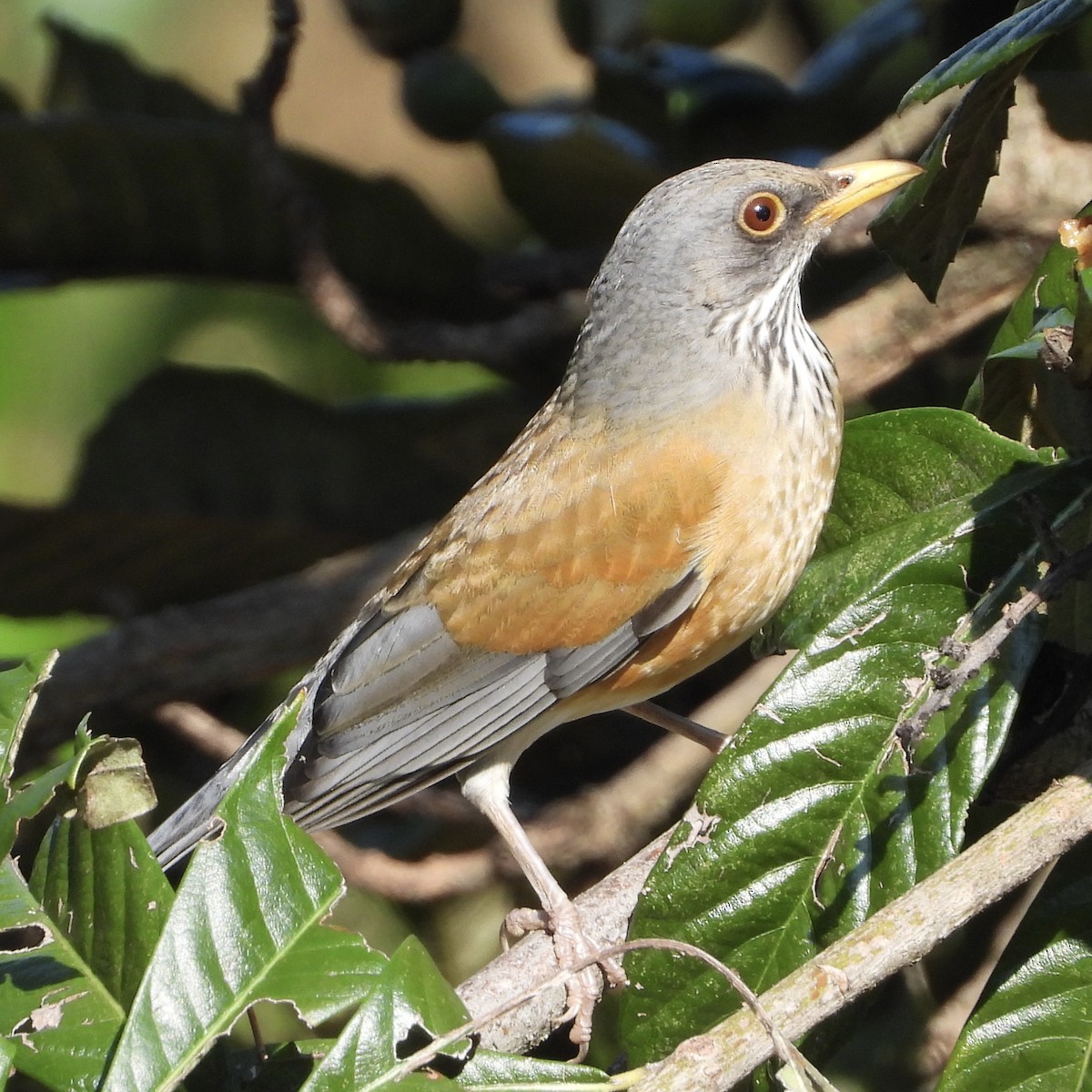 Rufous-backed Robin - ML643668049