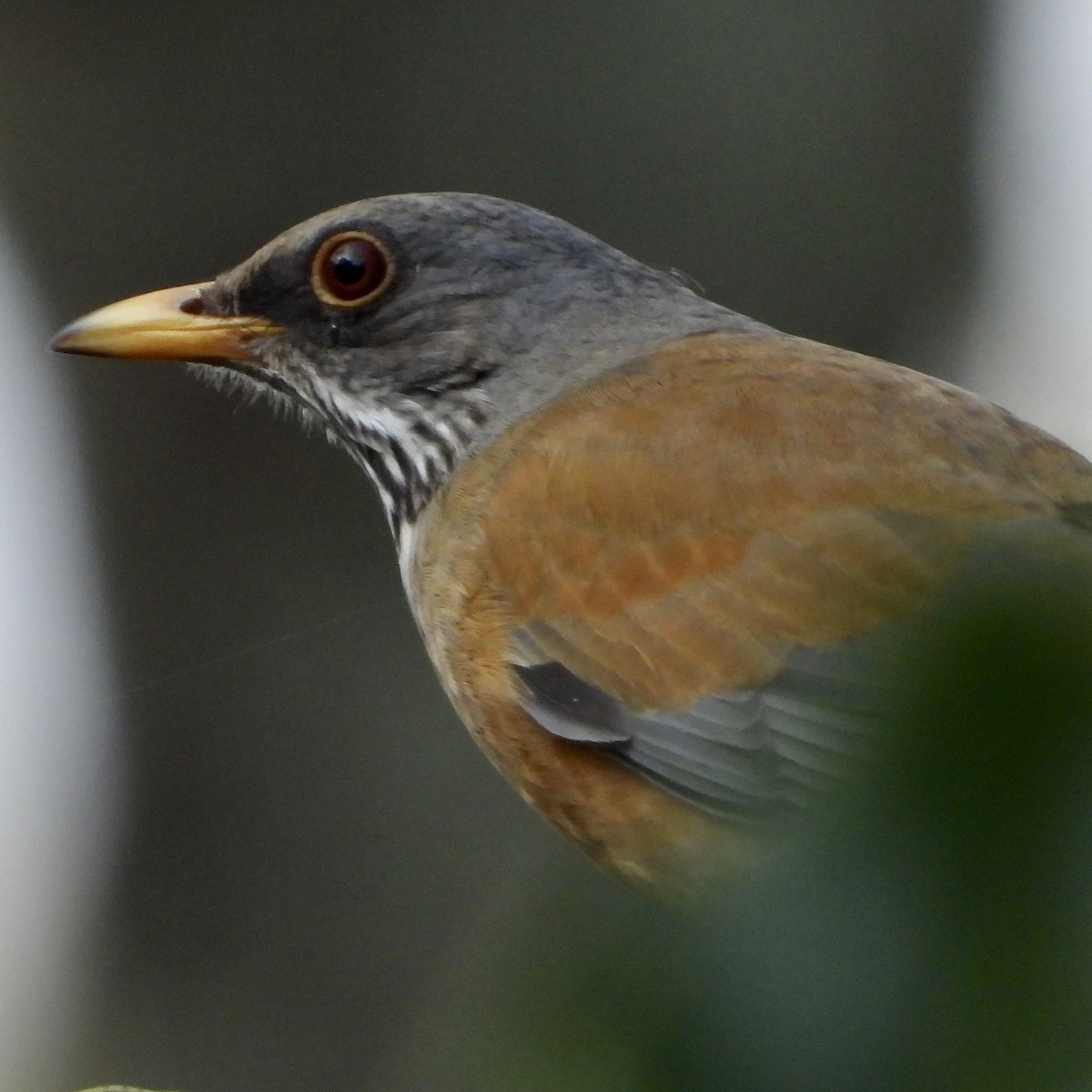 Rufous-backed Robin - ML643668050
