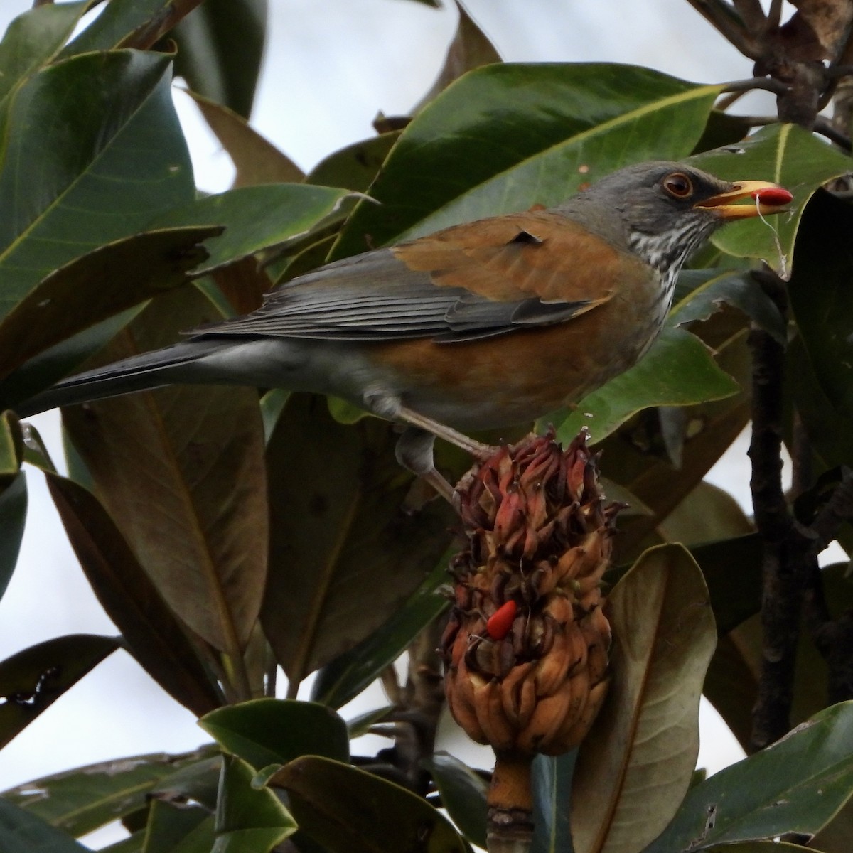Rufous-backed Robin - ML643668051