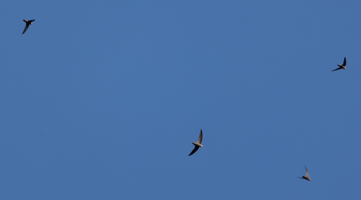 Chimney Swift - ML643668052